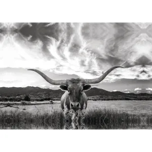 Black And White Longhorn Cow I - Wrapped Canvas Photograph Steelside™ Size: 32" H x 48" W   Mat Included: Yes, Format: Maple Framed Print