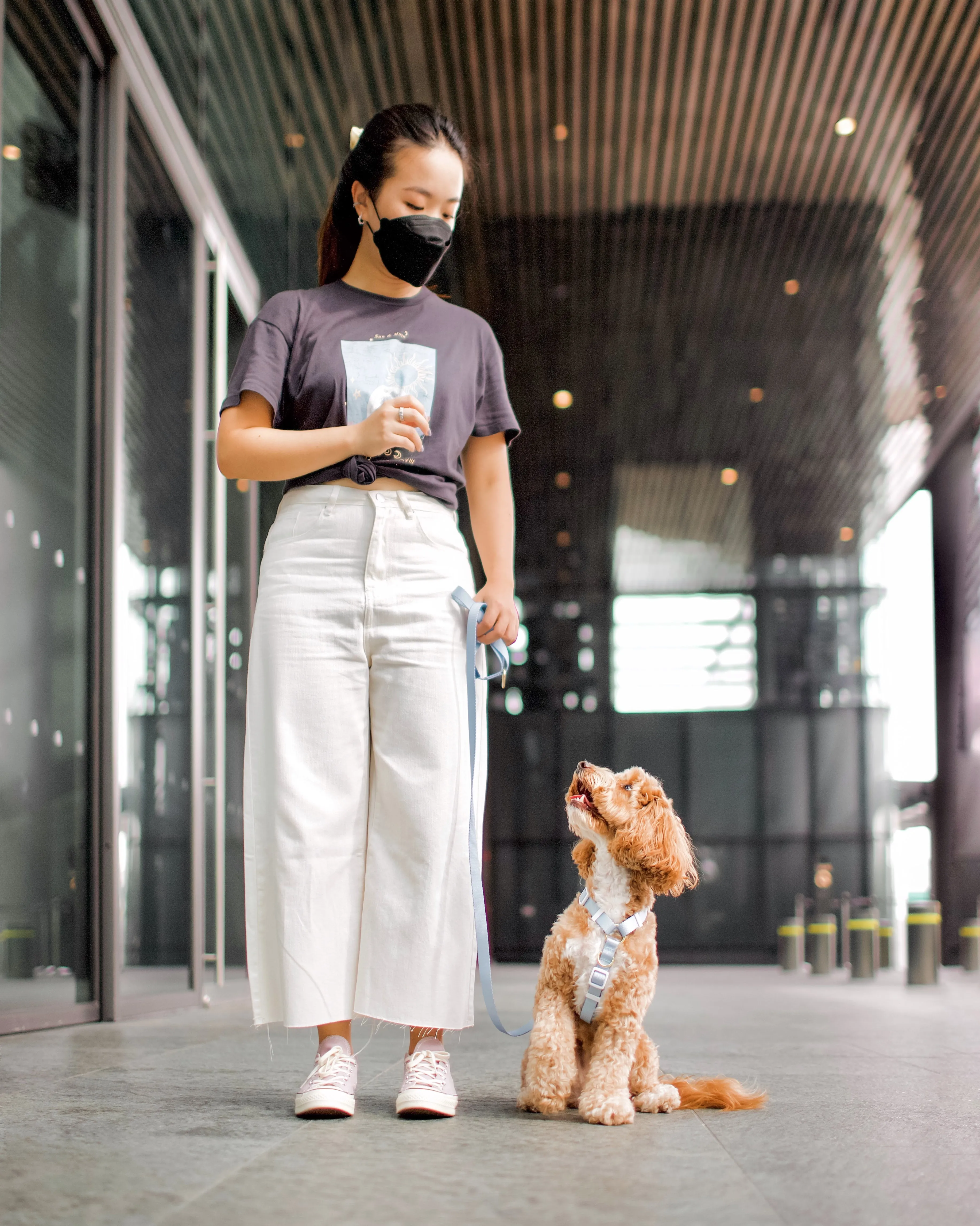 Gentle Pup - Cornflower Maxi Harness