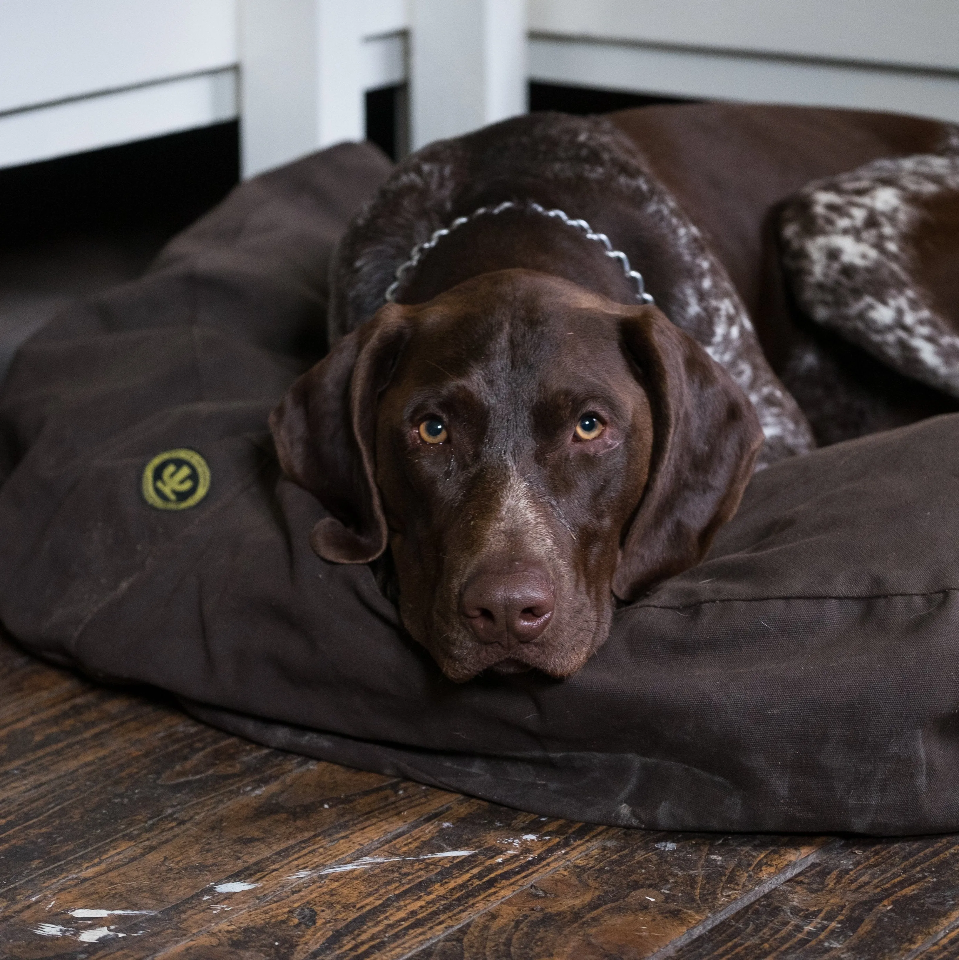 Mongrel Mat