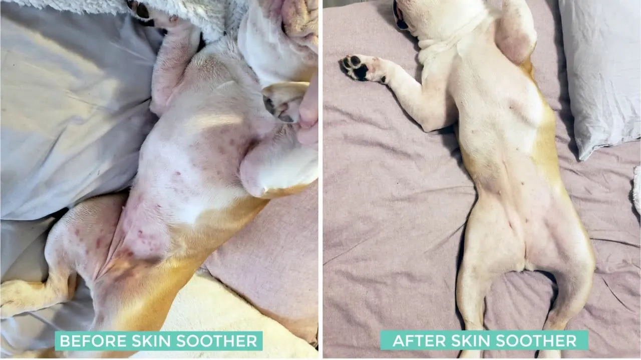 Natural Dog Organic Skin Soother Dog Balm