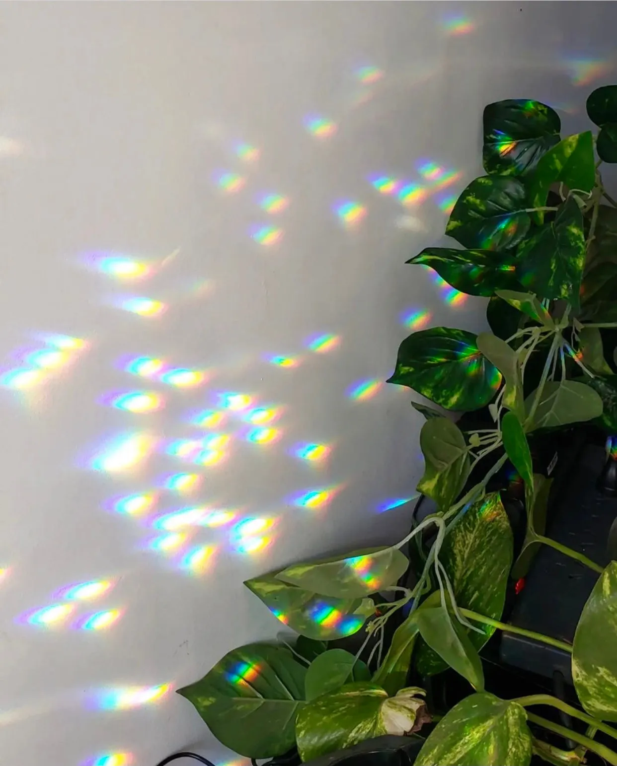 Planty Suncatcher Stick- Luna